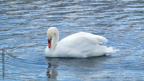 White Swan swimming on Lake Eola Park Orlando Florida Picture Image Background Template