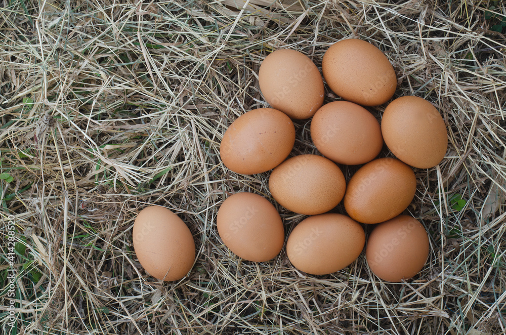 Eggs are placed on a pile of hay, pecking behind the hatching process of the eggs.