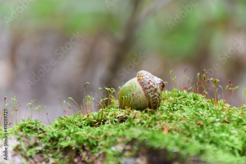 Green acorn on green moss in a forest