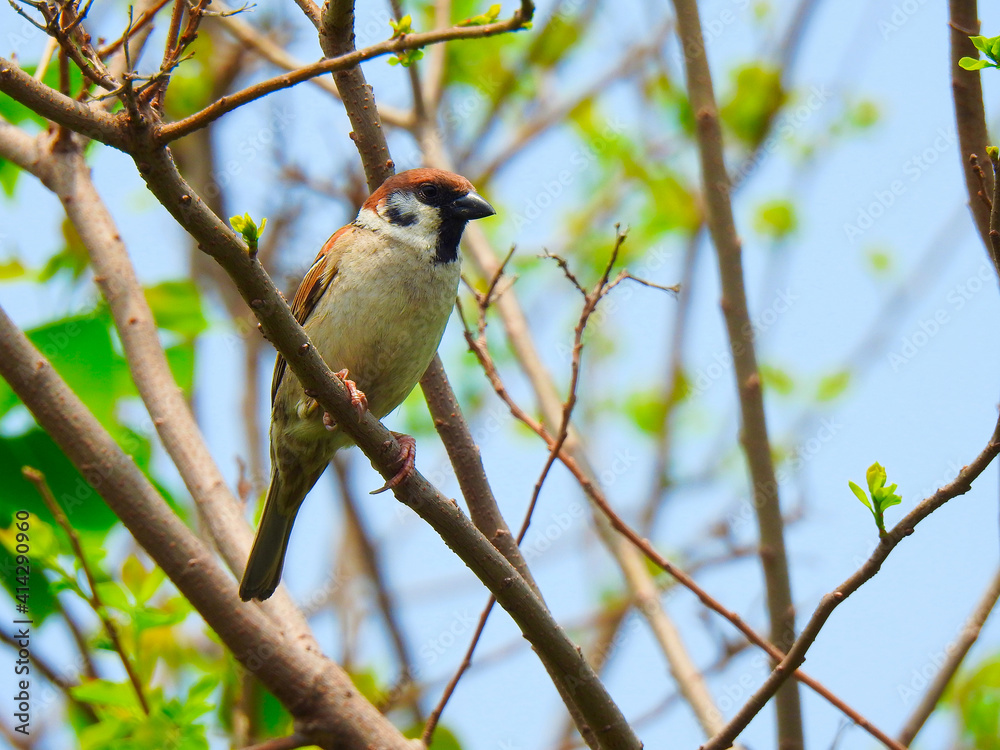 Fototapeta premium bird on a branch