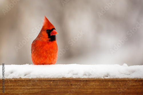Male Northern Cardinal (cardinalis cardinalis) perched on a snow covered deck rail in Wisconsin © mtatman