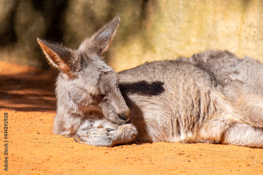 An Australian kangaroo lays on red sand. The wild animal has long tan and brown colour fur, large pointy ears, long snout, dark eyes, and a thick middle body.  There are two paws in front of its head.