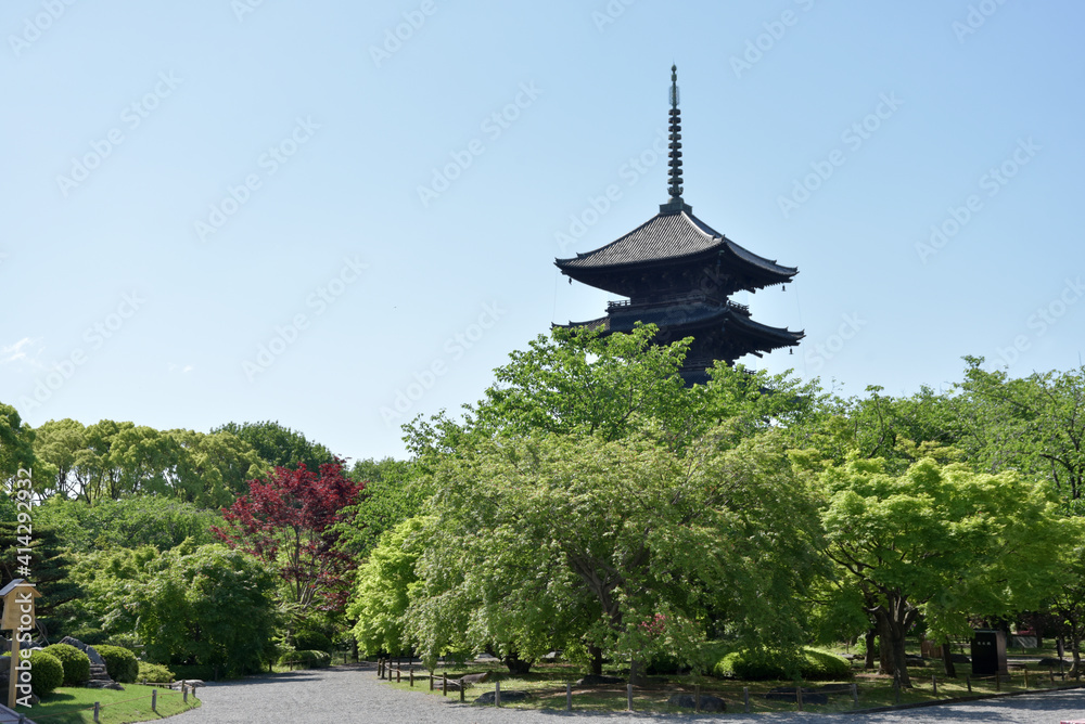 新緑の東寺 五重塔 京都市 新緑の東寺 五重塔 京都市