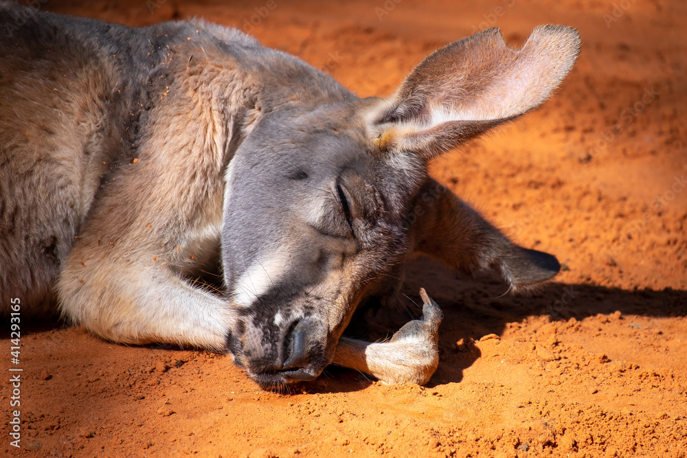 An Australian kangaroo lays on red sand. The wild animal has long tan and brown colour fur, large pointy ears, long snout, dark eyes, and a thick middle body. There are two paws in front of its head. An Australian kangaroo lays on red sand. The wild animal has long tan and brown colour fur, large pointy ears, long snout, dark eyes, and a thick middle body. There are two paws in front of its head.