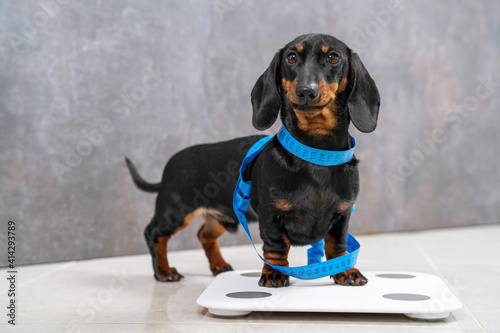 Fényképezés Cute hungry dachshund puppy wants good shape so follows diet and leads active lifestyle