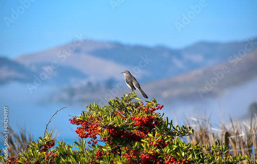 Canvas Print Pretty mockingbird  perched on flower bush with Mountain  and oceanView