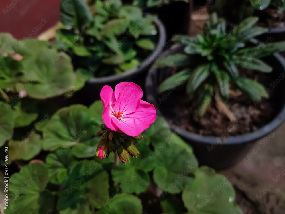 Pelargonium is a genus of flowering plants which includes about 280 species of perennials, succulents, and shrubs, commonly known as geraniums, pelargoniums, or storksbills.