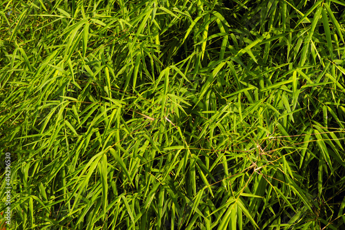 Bamboo leaves for natural background