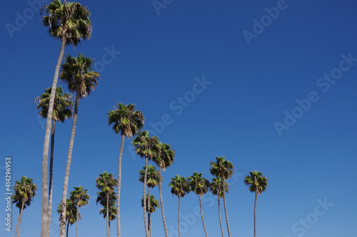 Very tall California fan palms under a deep blue sky