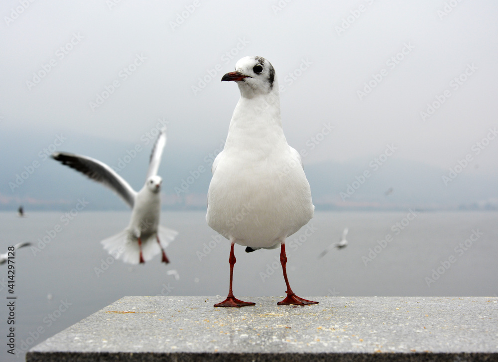 Fototapeta premium A white larus ridibundus with black feathers on head stand on the platform