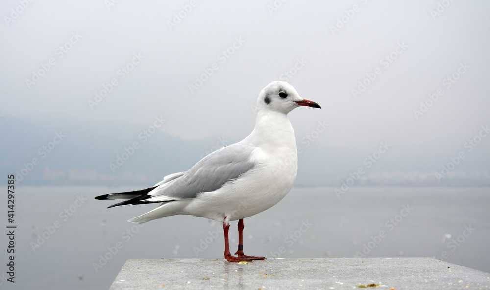 a slim larus ridibundus with grey wings stand on the platform in cloudy day a slim larus ridibundus with grey wings stand on the platform in cloudy day