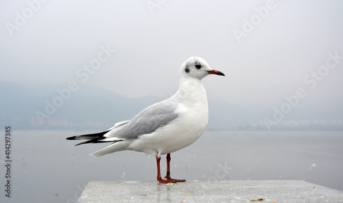 a slim larus ridibundus with grey wings stand on the platform in cloudy day