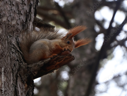 Cute red squirrel eating nut on tree in forest © New Africa