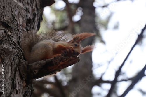 Cute red squirrel eating nut on tree in forest © New Africa