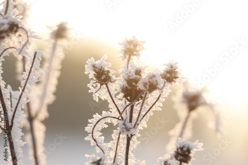 Dry plants covered with hoarfrost outdoors on winter morning, closeup © New Africa