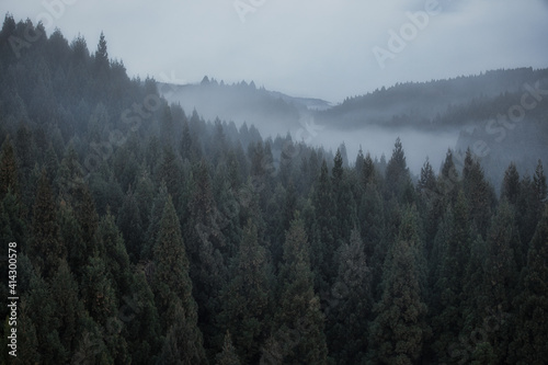 日本の霧の森NO写真素材集