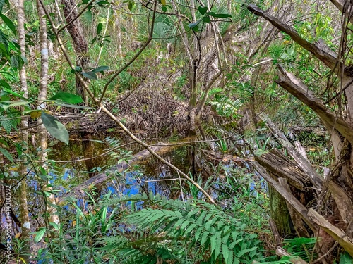 South Florida cypress swamp wetland