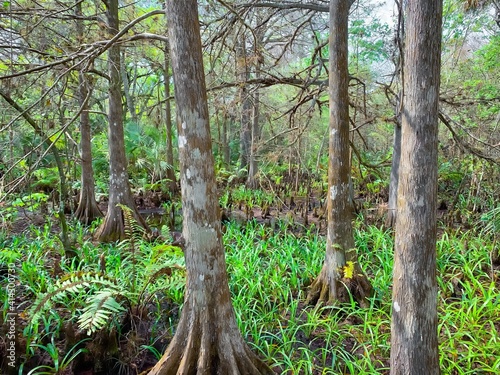 Cypress trees in fern forest wetland © Jaimie Tuchman