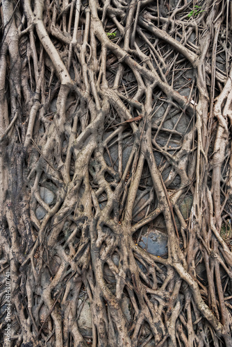 Closeup view of root of banyan tree on wall © leeyiutung