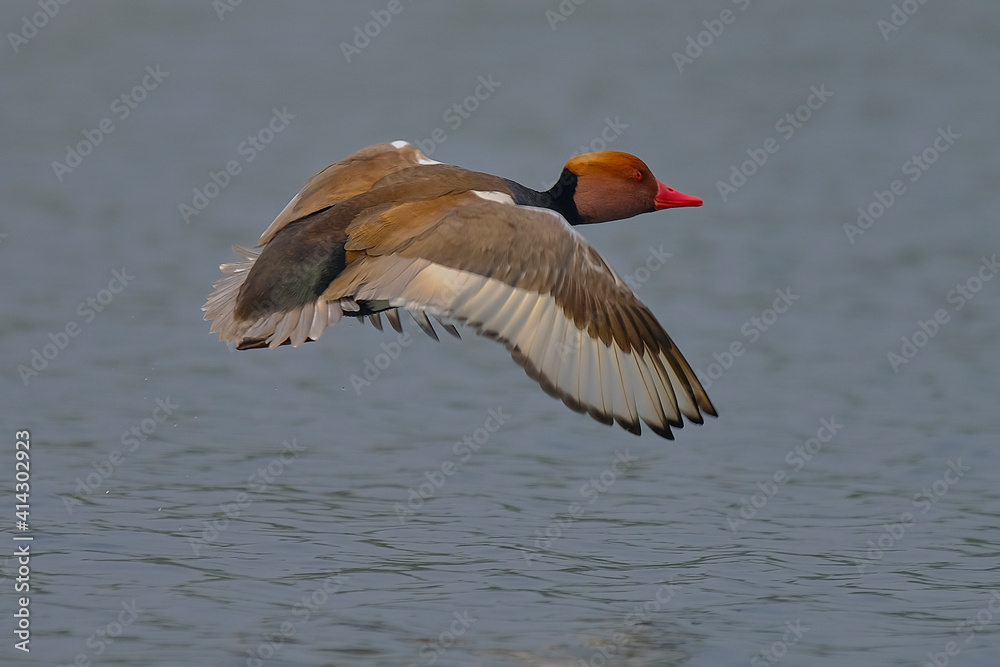 Red-crested pochard Red-crested pochard