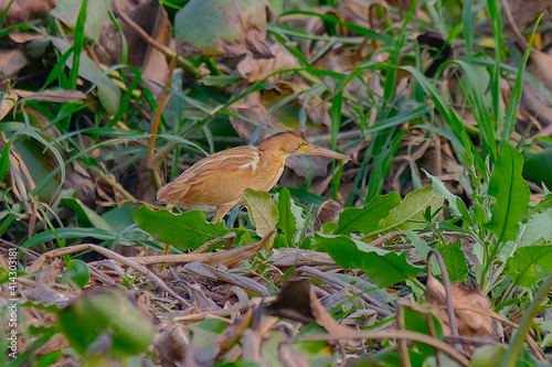 Yellow Bittern