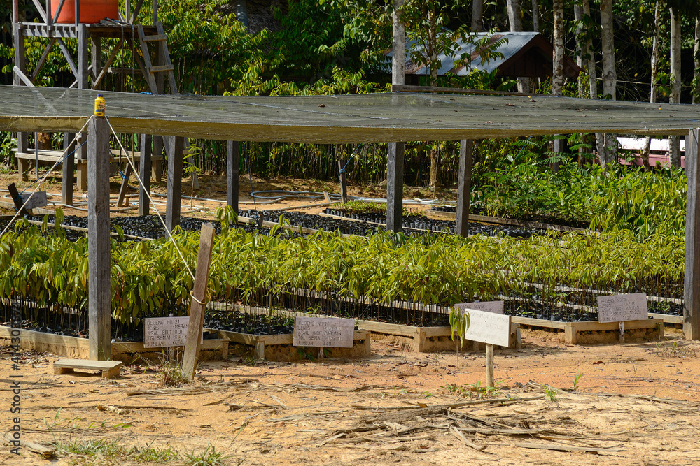 Forestation nursery 5