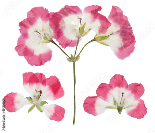 Pressed and dried pink delicate transparent flowers geranium  pelargonium   isolated on white background. For use in scrapbooking  floristry or herbarium