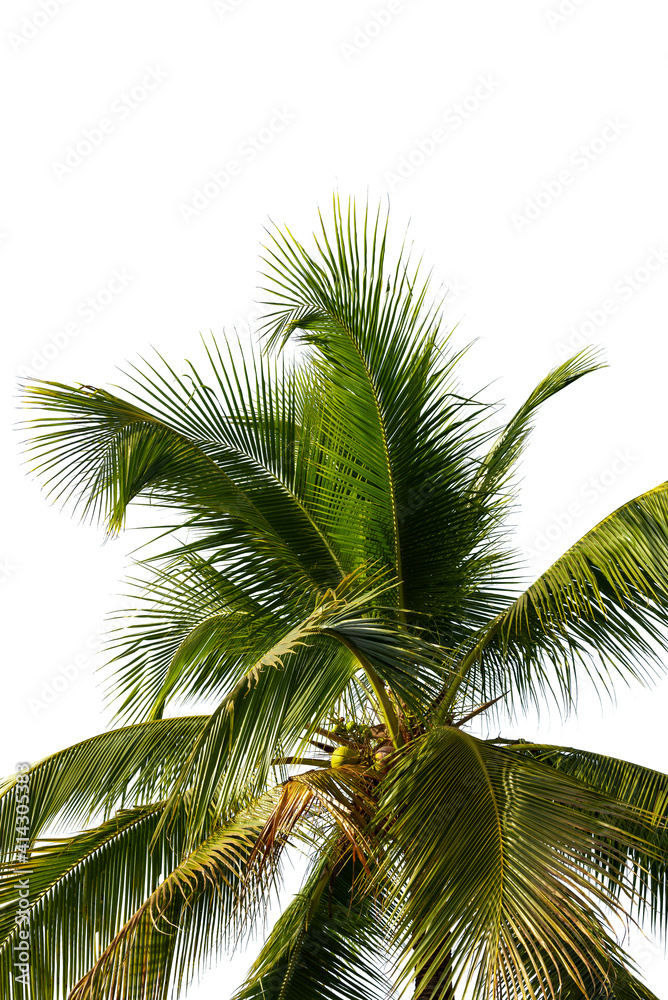 Naklejka premium leaves of coconut tree isolated on white background, clipping path included.