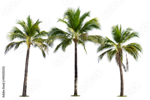 Fototapeta Naklejka Na Ścianę i Meble -  Coconut palm tree isolated on white background.
