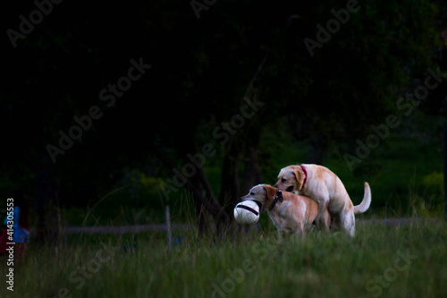 perro animal mascota cachorro canino verde diversion 