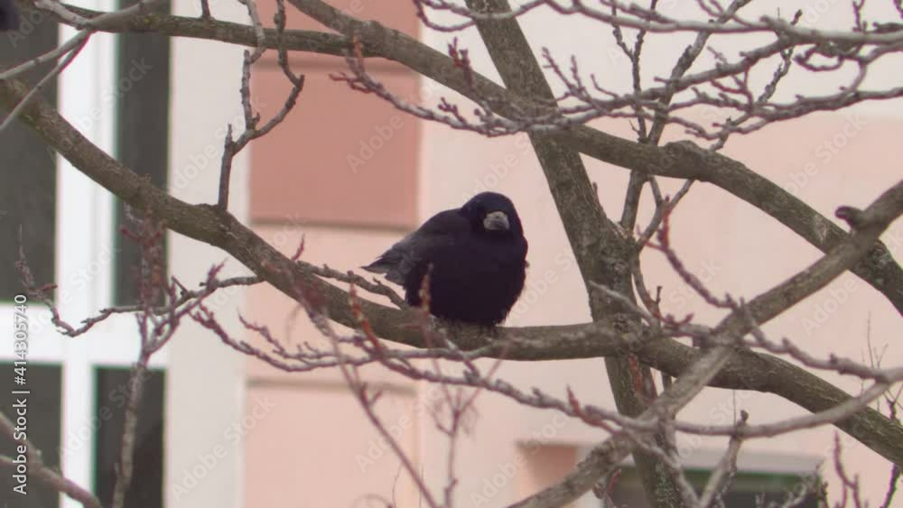 Crow bird sitting on a branch and waiting. Wind is shaking the tree during winter season. In front of a facade. Crow bird sitting on a branch and waiting. Wind is shaking the tree during winter season. In front of a facade.