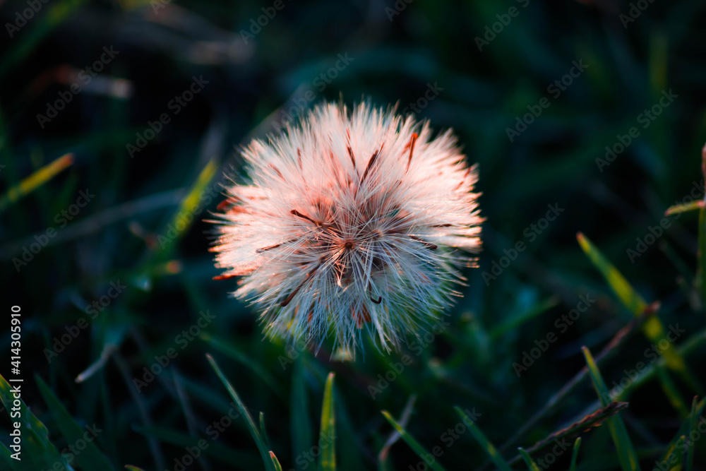diente de leon flor naturaleza verde césped semilla diente de leon flor naturaleza verde césped semilla
