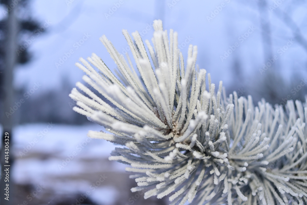snow covered pine tree snow covered pine tree