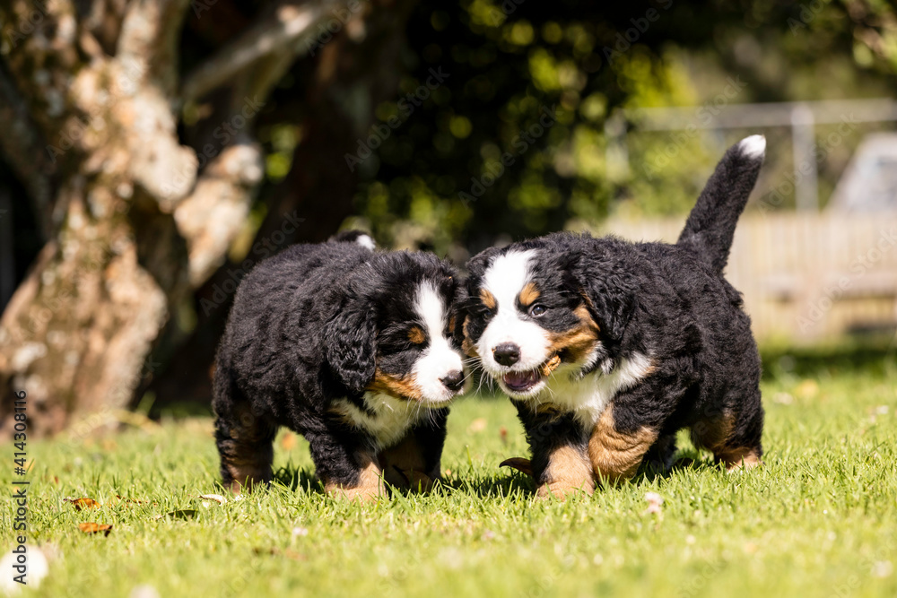 Bernese Mountain Dog Puppies in the grass