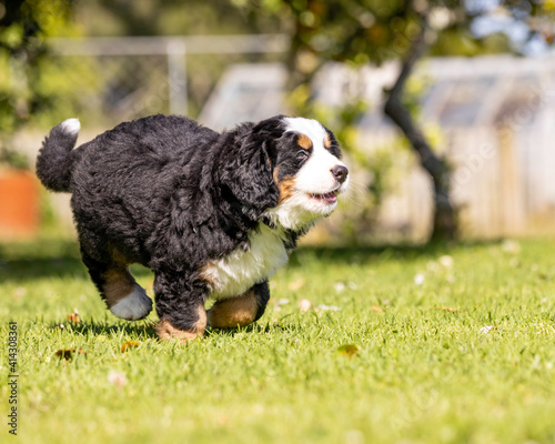 Bernese Mountain Dog Pup running in the grass