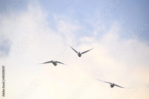 白鳥 大空に羽ばたくコハクチョウ