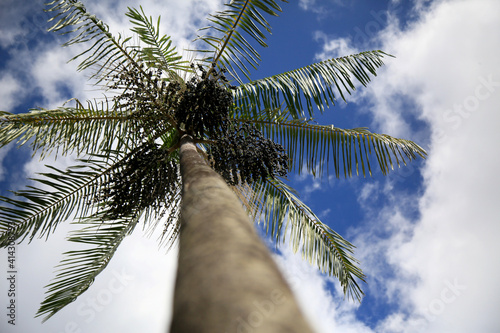 salvador, bahia, brazil - february 15, 2021: plantation of acai palms (euterpe oleracea) in the city of Salvador. photo