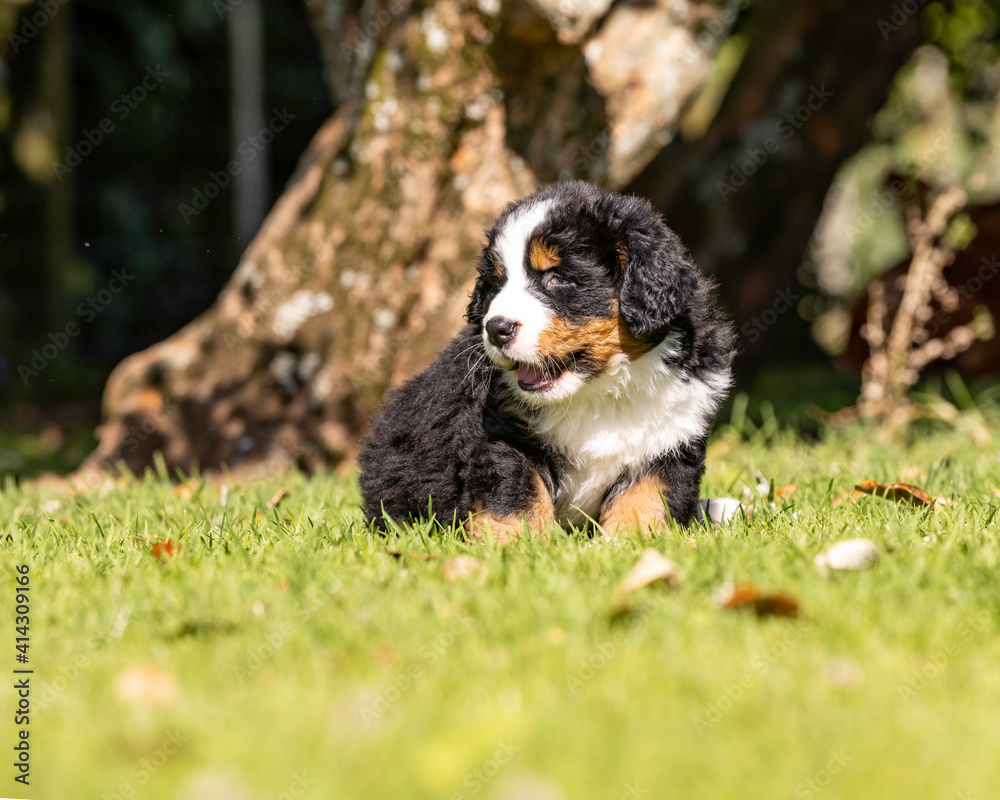 Fototapeta premium Bernese Mountain Dog Pup sitting in the grass