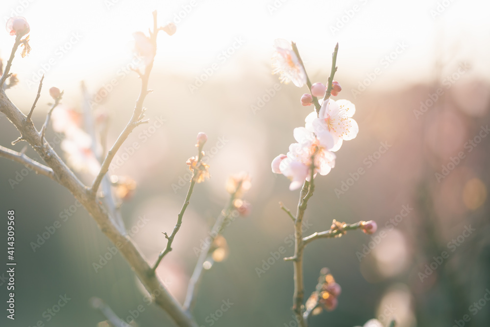 梅の花 梅の花