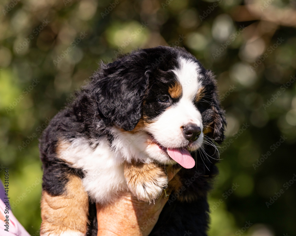 Bernese Mountain Dog Pup close up of head Bernese Mountain Dog Pup close up of head