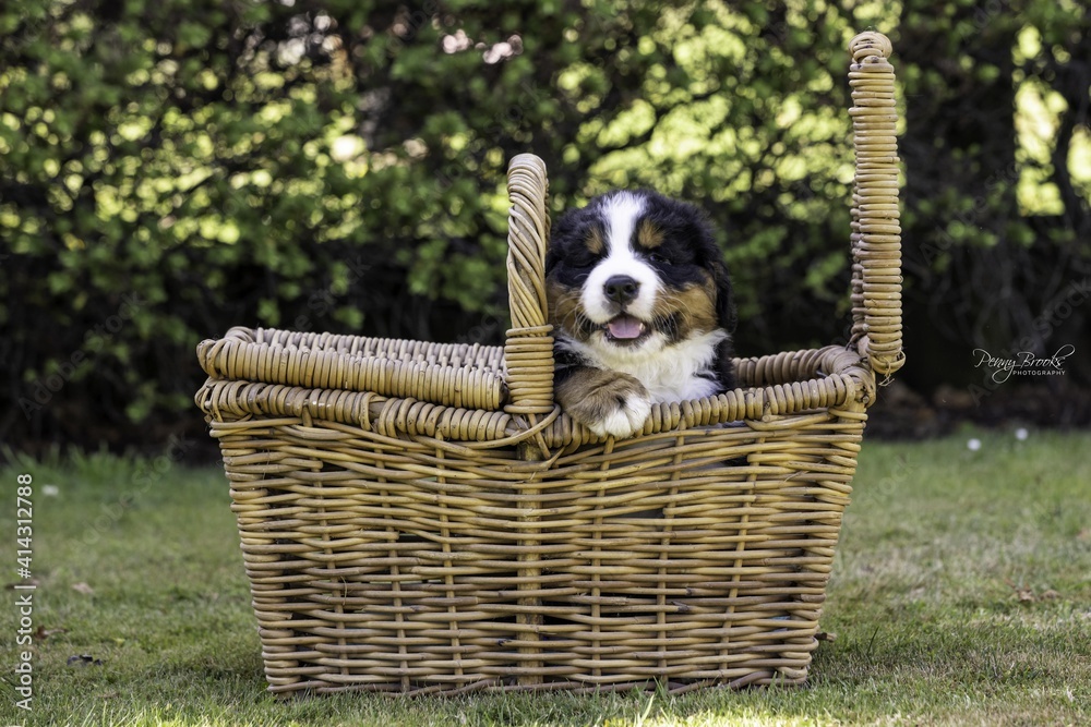 Bernese Mountain Dog Pup sitting in a cane basket