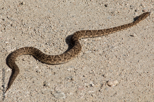 Serpiente Yarará