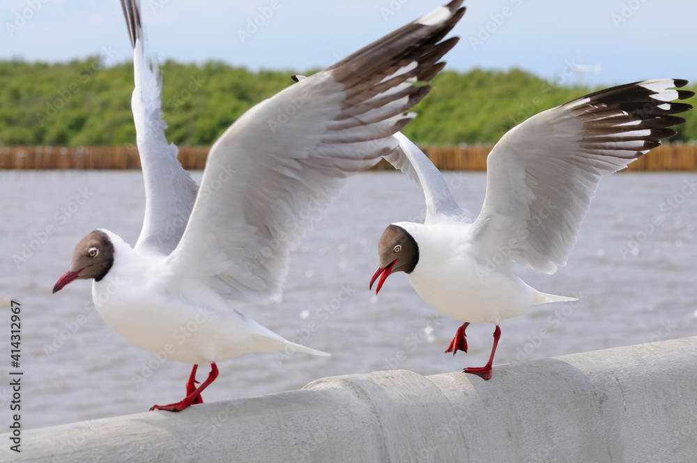 Obraz premium Black-headed Gulls on a Rail (focus on the right gull)
