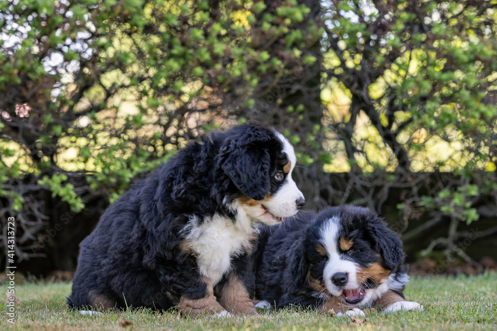Bernese Mountain Dog Puppies one eating a biscuit Bernese Mountain Dog Puppies one eating a biscuit