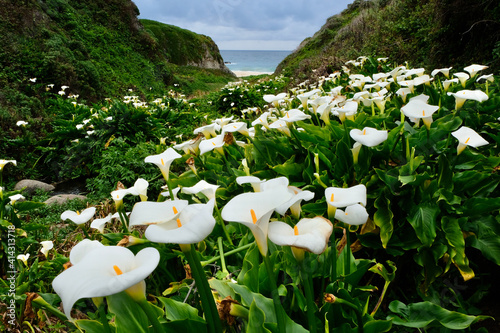 White Calla Lily flowers in valley between hills by the ocean beach. Spring flowers in California. Unites States of America photo