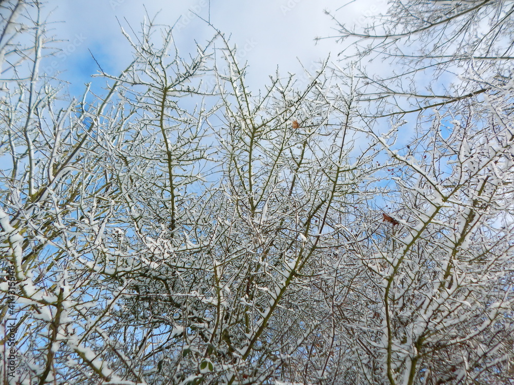 snow covered branches snow covered branches