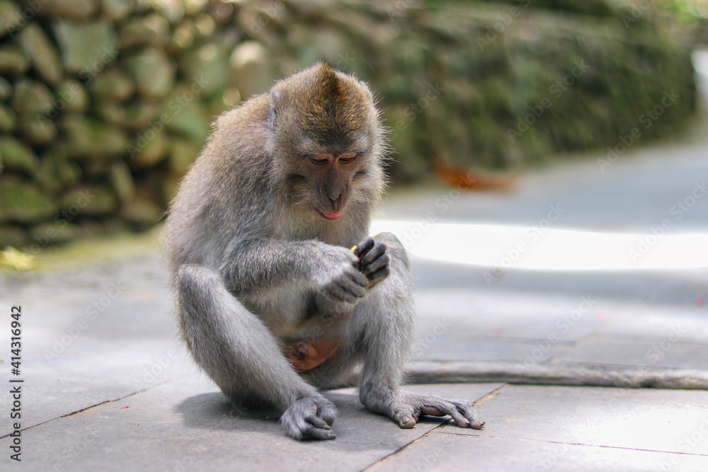 Fototapeta premium monkey japanese macaque baboon sitting on the ground
