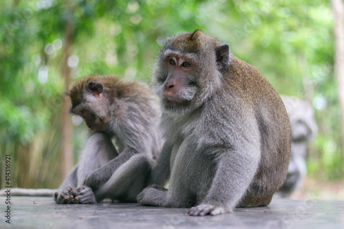 monkey japanese macaque baboon sitting © JG Design