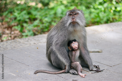 monkey japanese macaque baboon with baby © JG Design