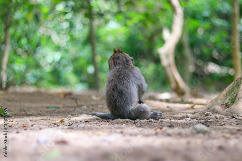 monkey japanese macaque baboon sitting on the ground © JG Design